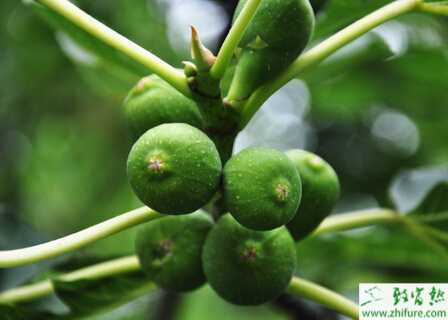 种无花果疫病防治