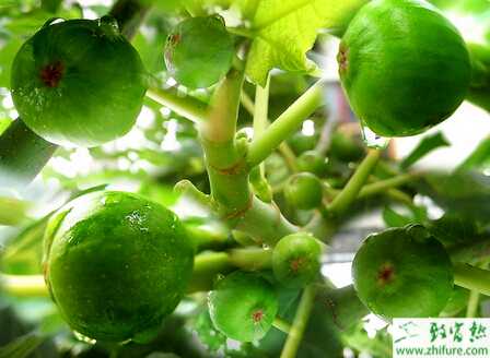 种无花果的田间管理