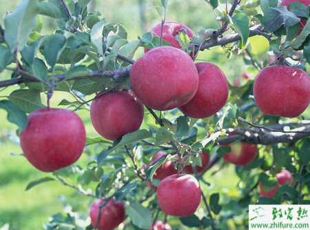 种苹果之苹果树冬剪措施