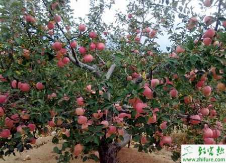 种苹果树缺钙的防治