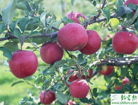 种苹果套袋前后注意什么
