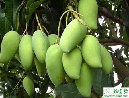 种芒果保花保果技术措施