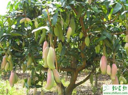 种芒果嫁接育苗栽培技术