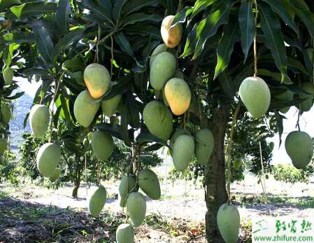 种无公害芒果的田间管理