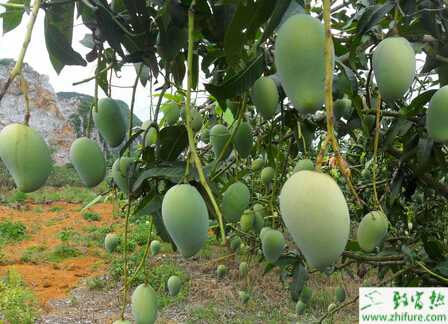 种芒果之如何预防芒果早花