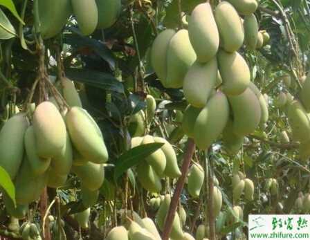 种芒果之芒果树采后修剪