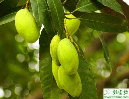 种芒果的果园花果管理要点