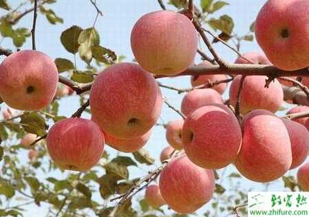 种苹果病虫害中后期防治