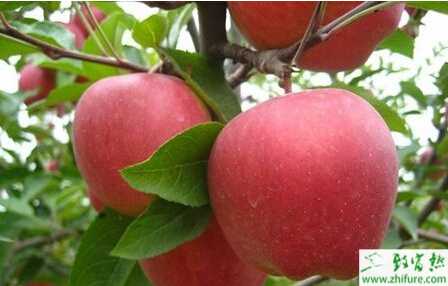 种套袋苹果皱裂怎么办