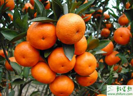 种柑桔防冻技术