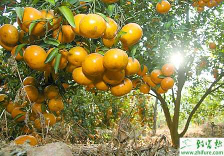 种柑桔常见病虫害的防治