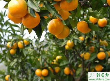 种柑桔冬季护叶六措施