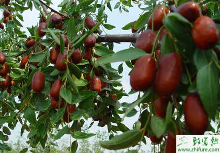 种枣树的旱害及防治措施