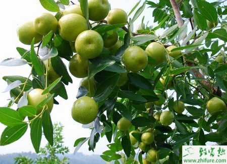 秋栽培枣树的经验