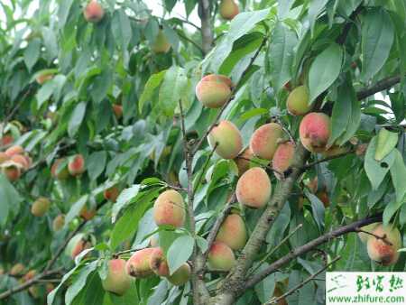 种桃树采收后管理别放松