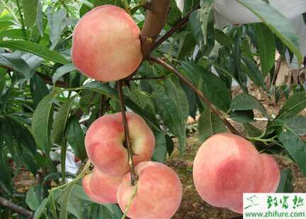 种桃树之桃花缩叶病防治