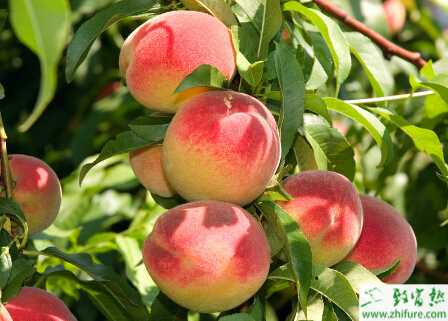 种桃树冬剪技术要点