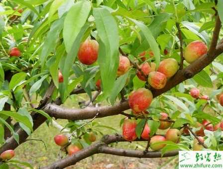 种桃树树体的管理措施