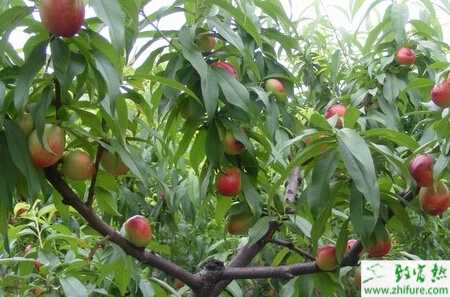 种桃树早期丰产技术