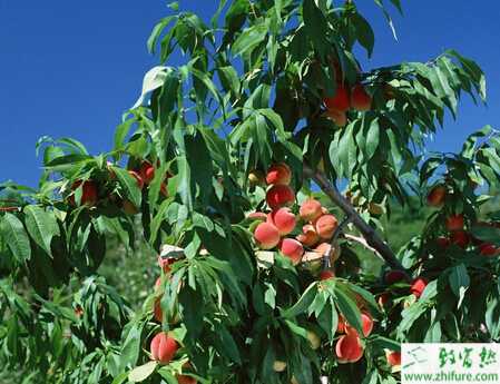 种桃树之桃潜隐花叶病防治