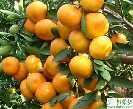 种柑桔黄化症的防治