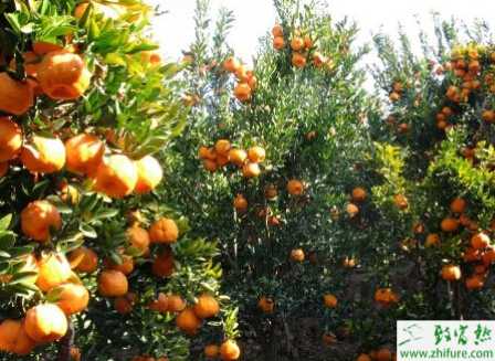 种柑桔根结线虫病防治措施