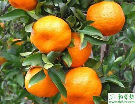 种柑桔无公害防治技术