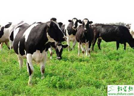 养殖奶牛牛球虫病防治