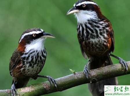 养殖画眉鸟的体外寄生虫病的防治