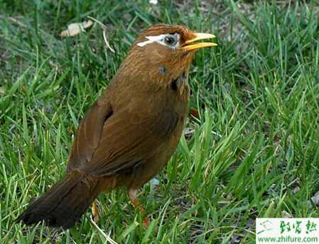 教你如何挑选和饲养画眉