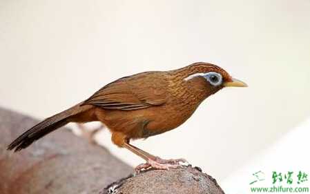 养殖画眉鸟发情期的饲养管理