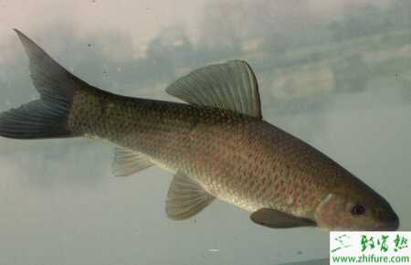 青鱼实用的养殖技术