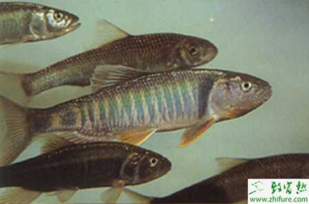 池塘主养青鱼的技术