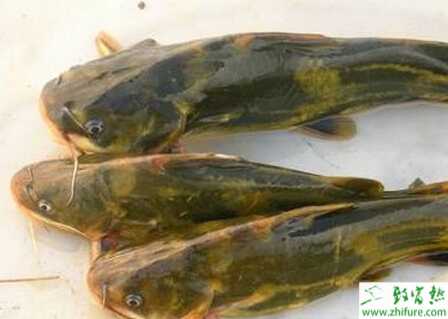 养殖黄颡鱼品种的选择问题