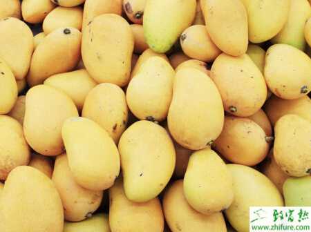 种芒果白粉病的防治