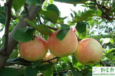 种苹果疫腐病的防治