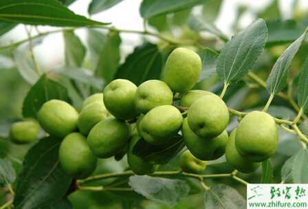 种枣树之冬枣树休眠期的栽植管理