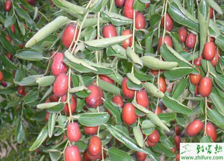 种枣树接穗蜡封技术