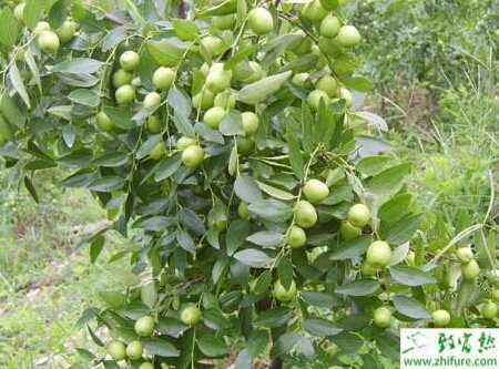 种枣树绿盲蝽的防治