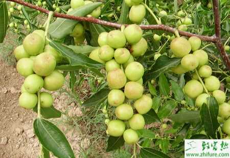 种枣树夏季怎样管