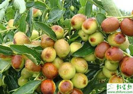 种枣树施肥的经验