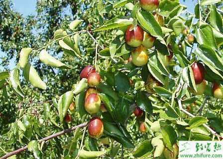 种枣树钩形枝接方法