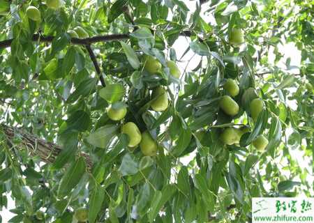 种枣树环剥七注意