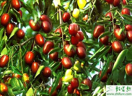 种枣树嫁接新法--嵌芽