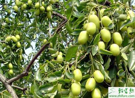 种枣树桃蛀螟的防治