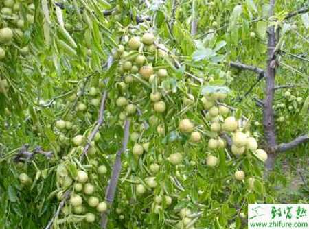 种枣树采果后的管理