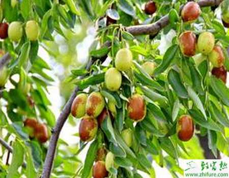 种枣树之秋栽枣树九要点