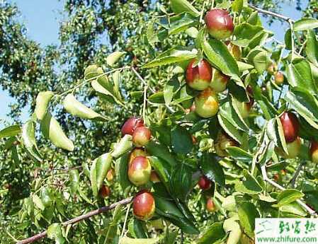 种枣树断根归圃育苗的方法