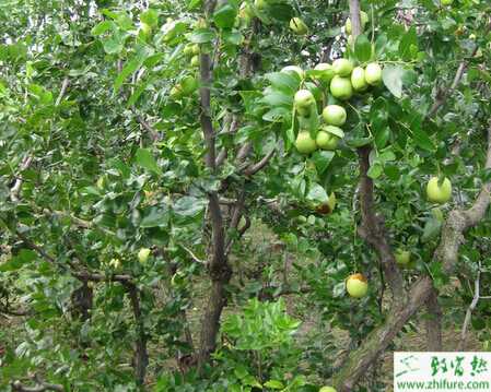 种枣树锈瘿螨的防治