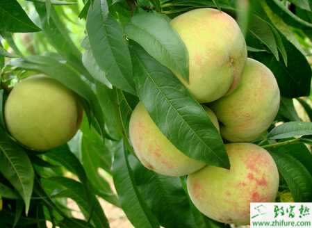 种桃树采果后的管理措施